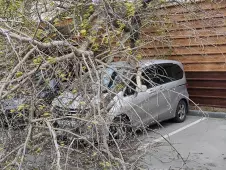 Дерево упало на автомобиль